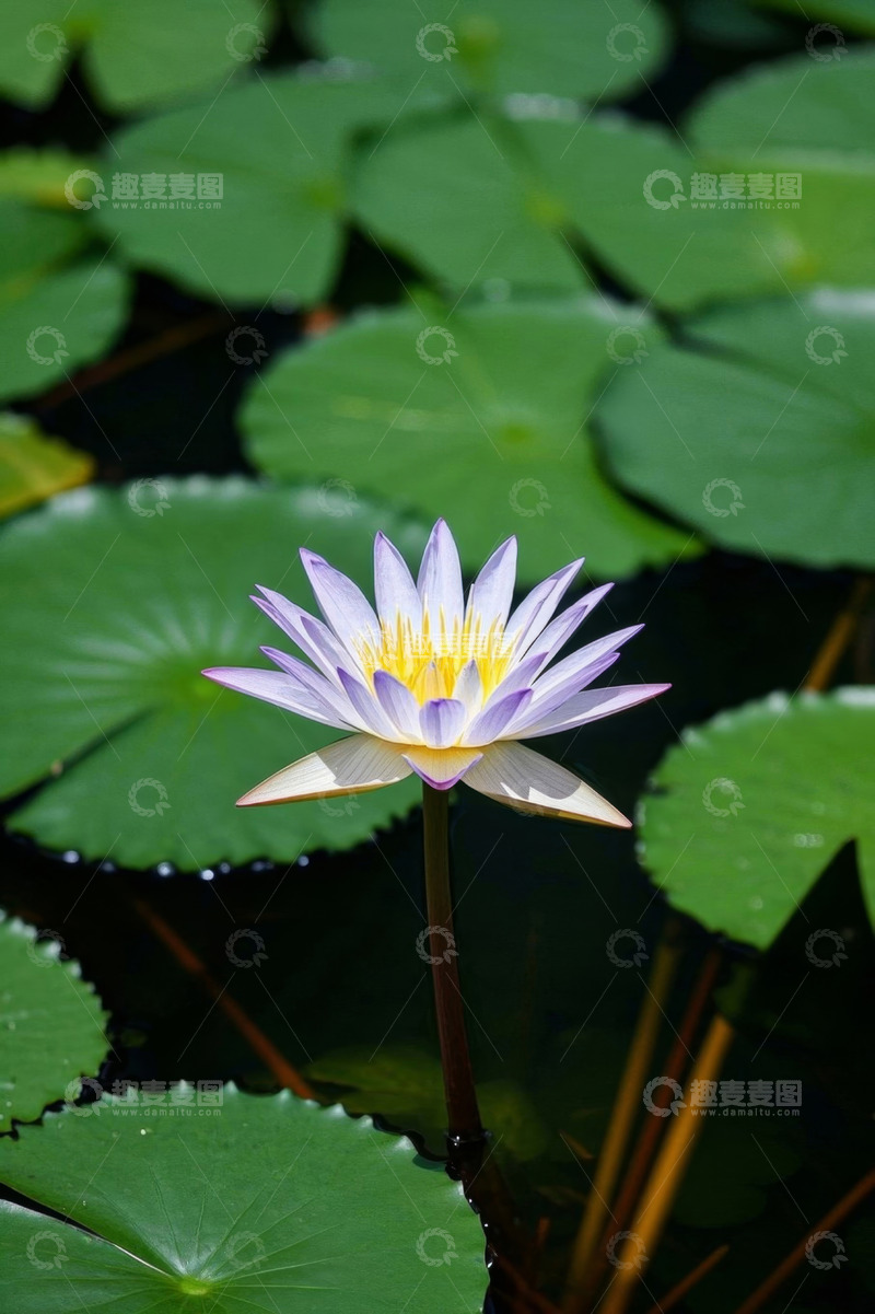 高清大图下载【趣麦麦图】水中绽放的紫色睡莲特写