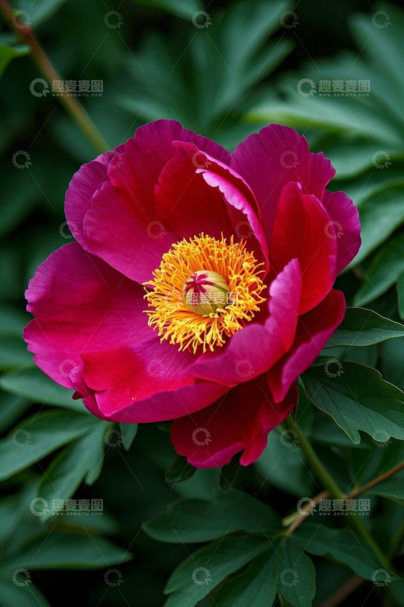 高清大图下载【趣麦麦图】盛开的紫红色牡丹花特写