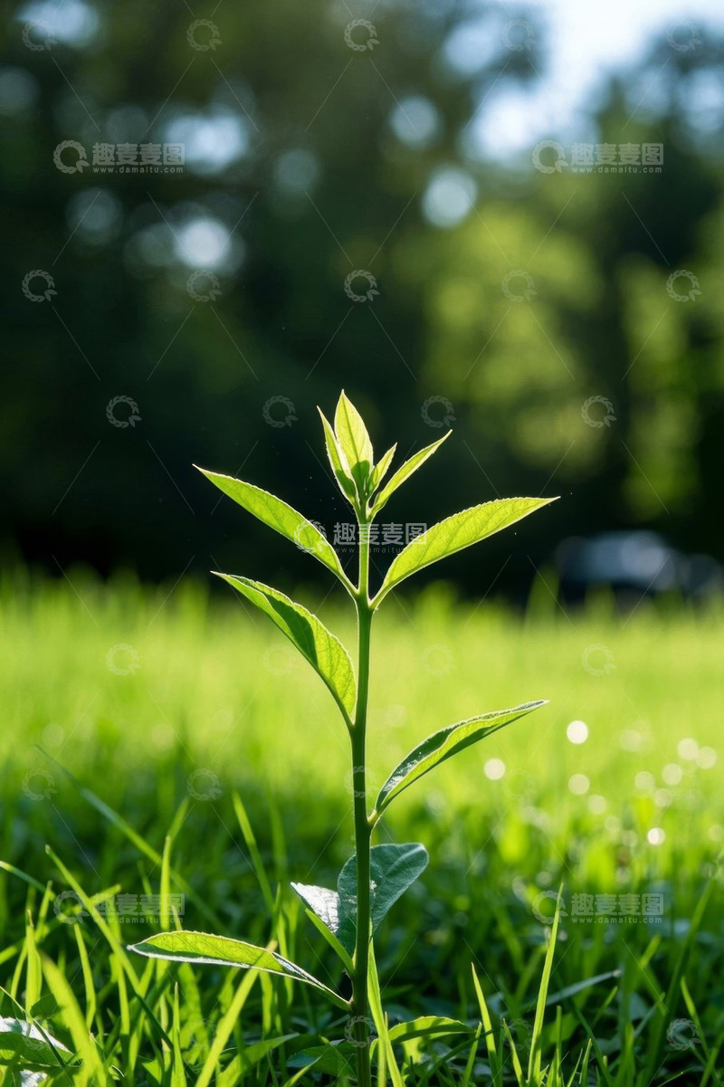 高清大图下载【趣麦麦图】阳光下的嫩绿植物特写