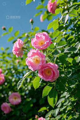 盛开的粉色玫瑰