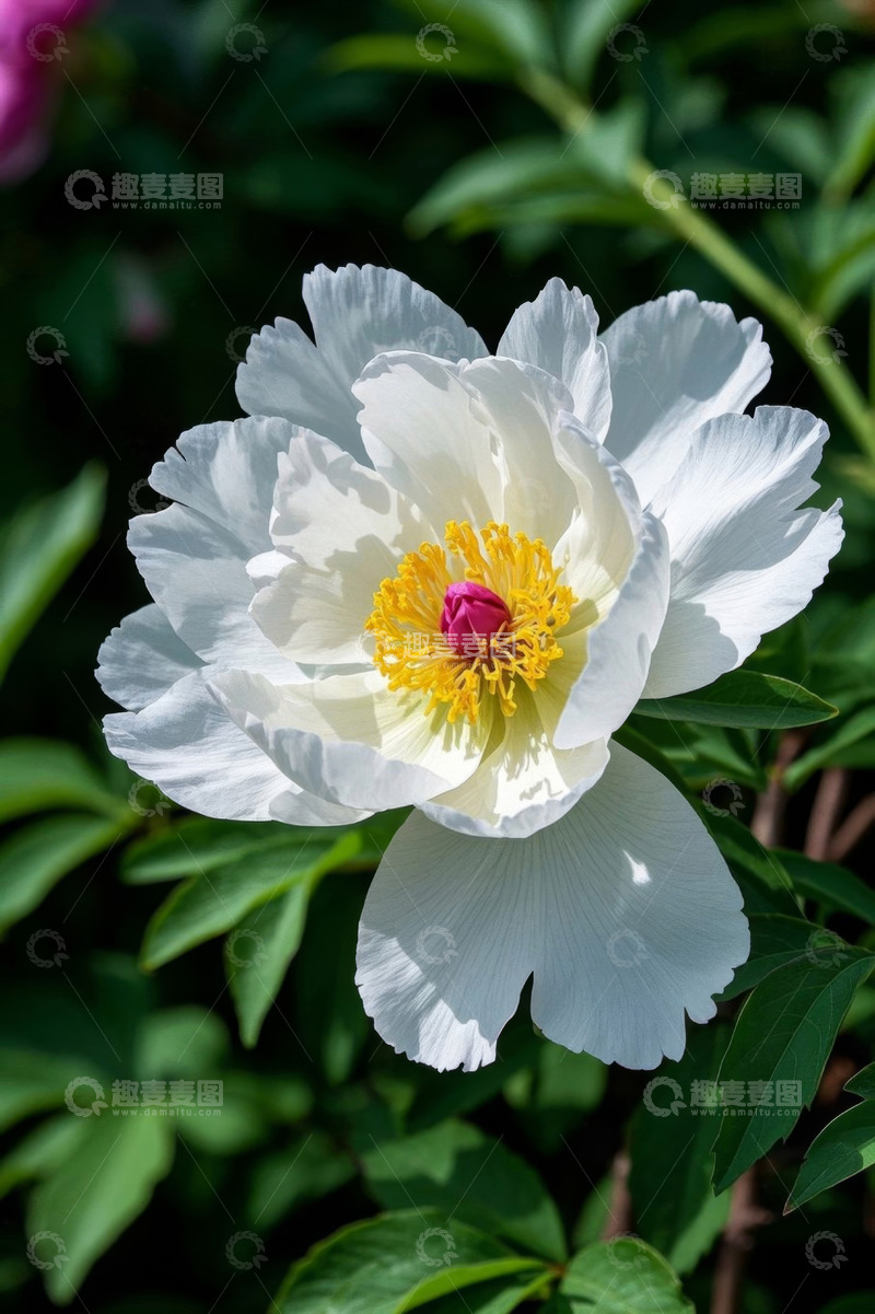 高清大图下载【趣麦麦图】白色牡丹花特写