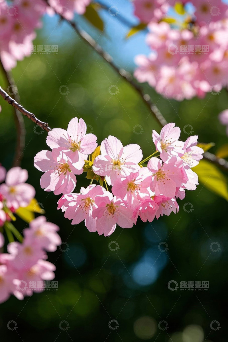 高清大图下载【趣麦麦图】盛开的粉色樱花特写