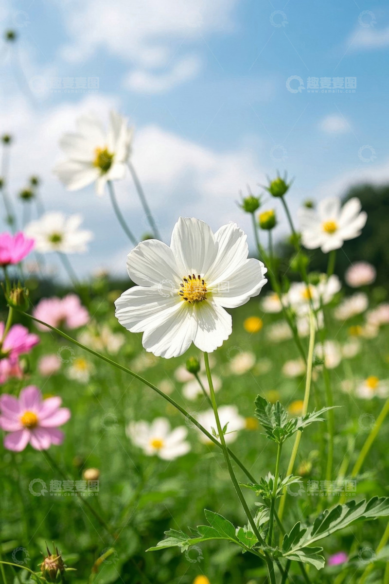 高清大图下载【趣麦麦图】阳光下盛开的格桑花