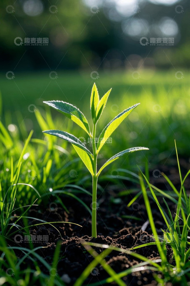 高清大图下载【趣麦麦图】新生植物从土壤中破土而出