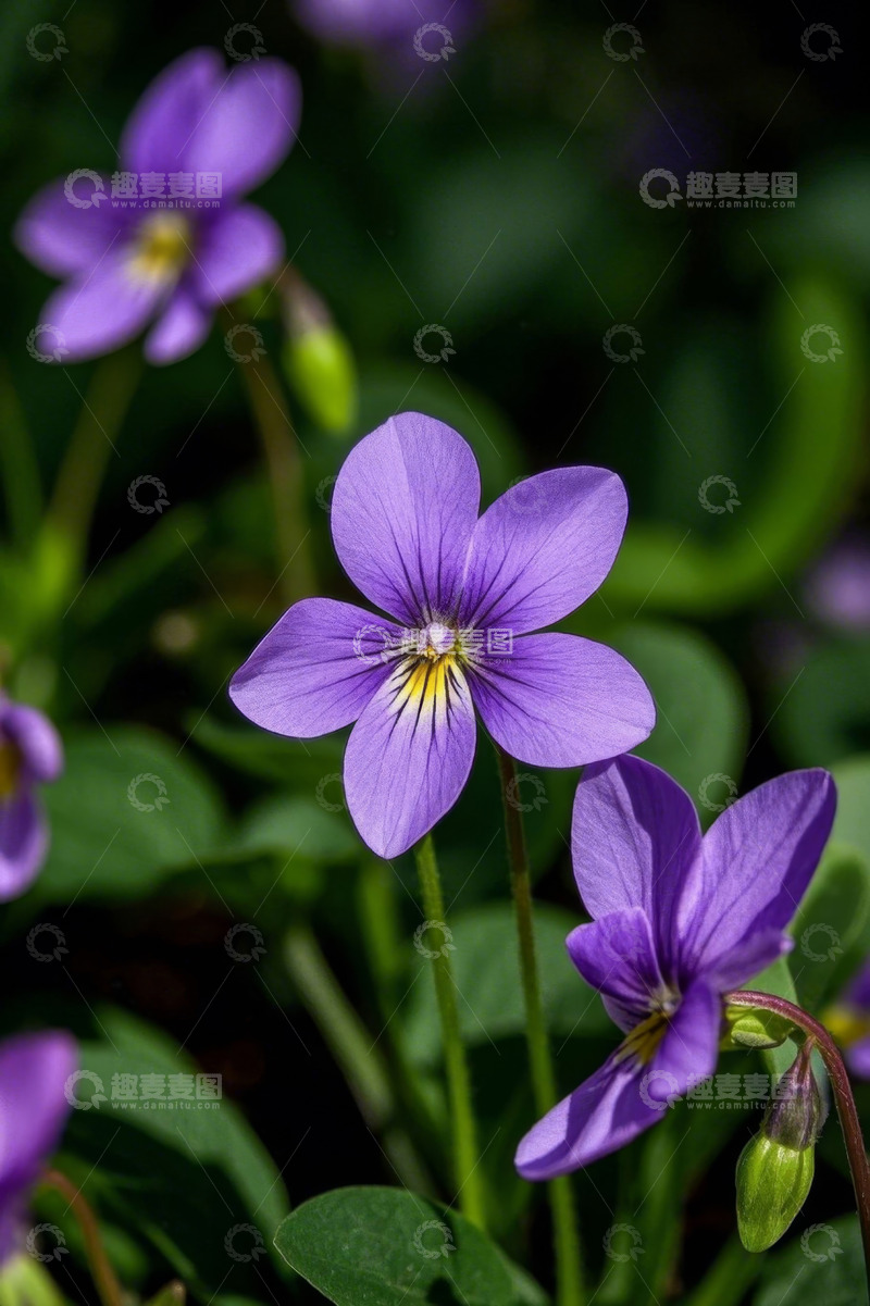 高清大图下载【趣麦麦图】紫色小花特写