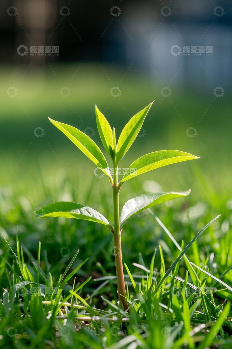 高清大图下载【趣麦麦图】草地上生长的嫩绿植物