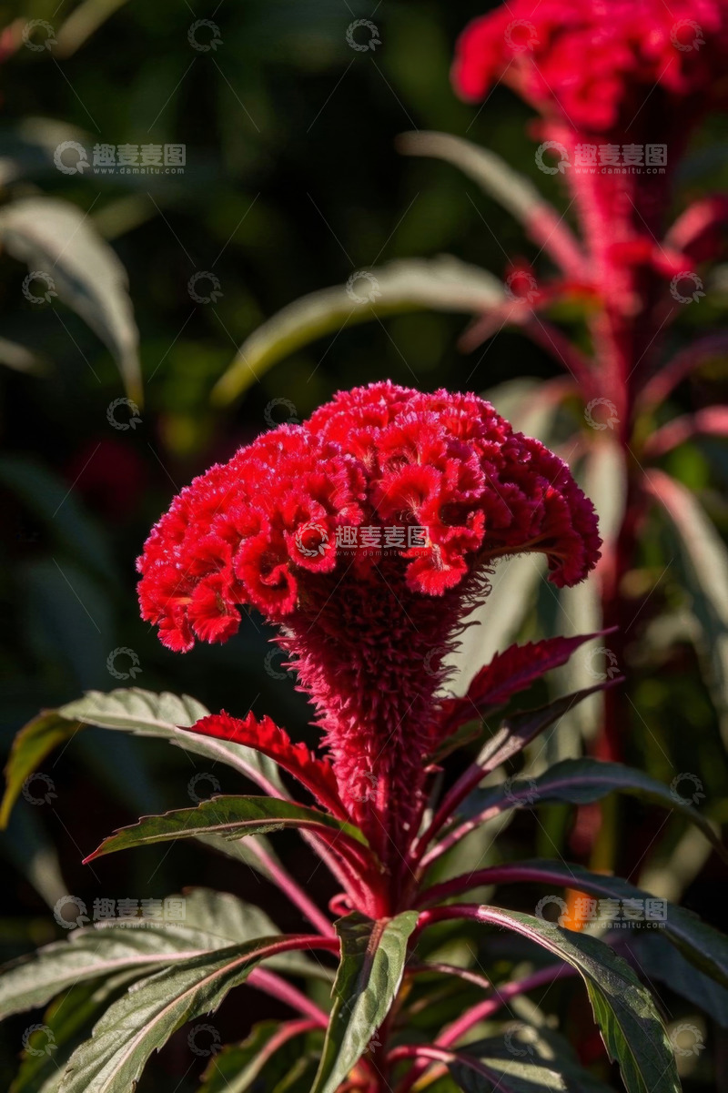 高清大图下载【趣麦麦图】红色鸡冠花特写