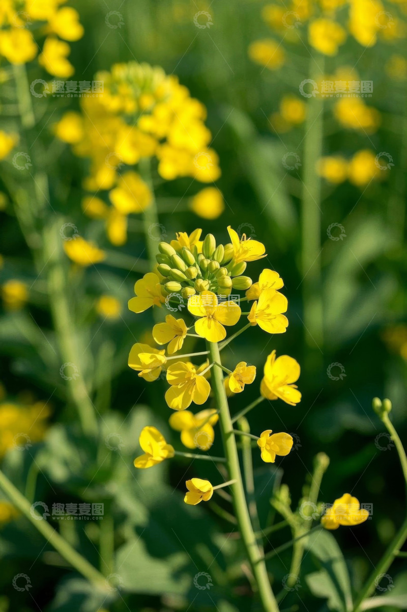 高清大图下载【趣麦麦图】特写黄色油菜花