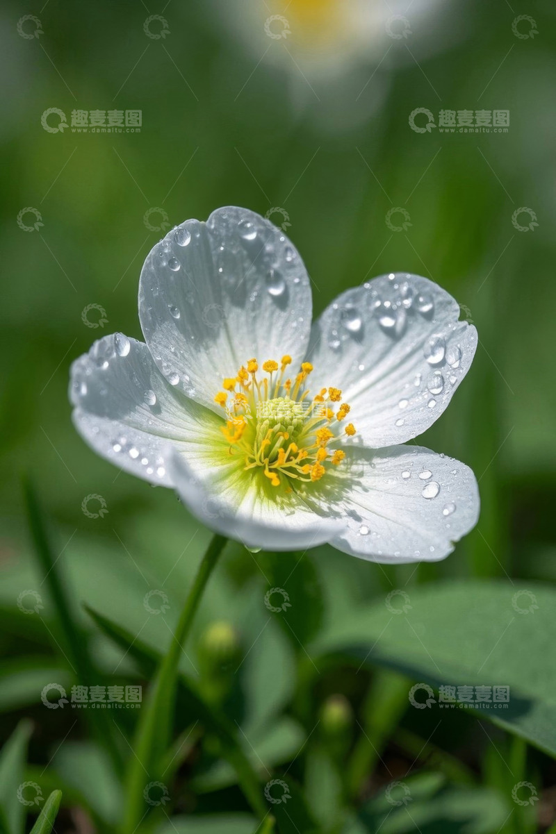 高清大图下载【趣麦麦图】带水珠的白色花朵特写