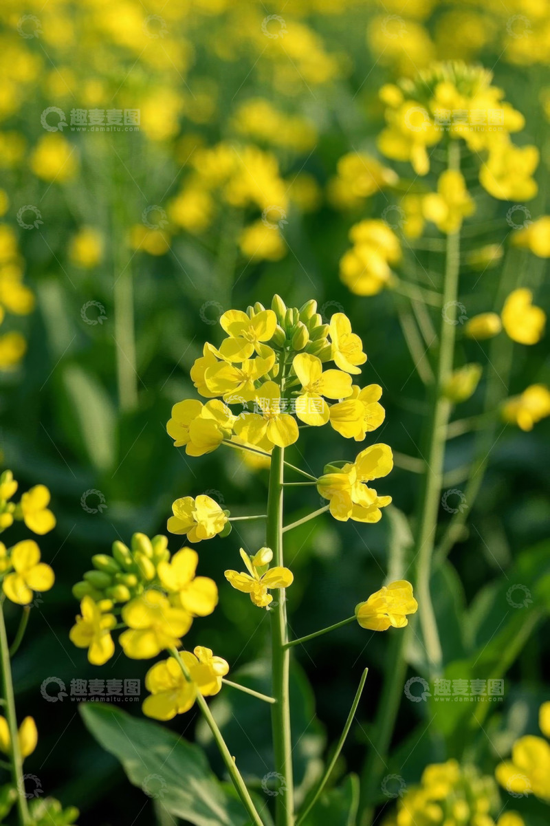 高清大图下载【趣麦麦图】田野中的黄色油菜花