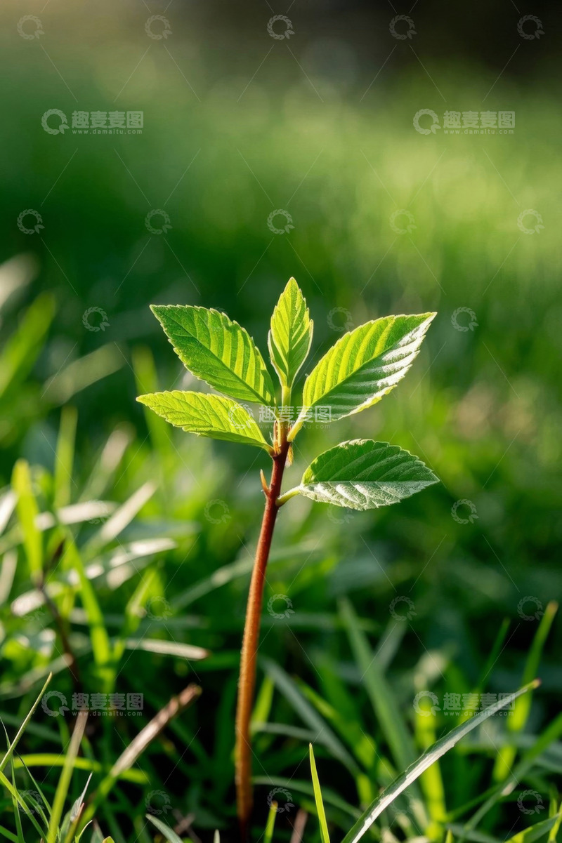 高清大图下载【趣麦麦图】阳光下嫩绿的新生植物