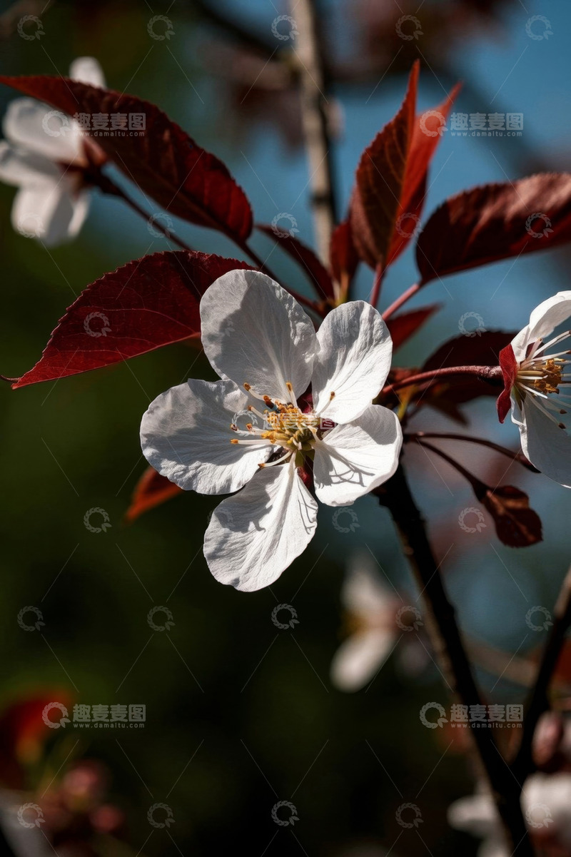 高清大图下载【趣麦麦图】白色花朵与红叶特写