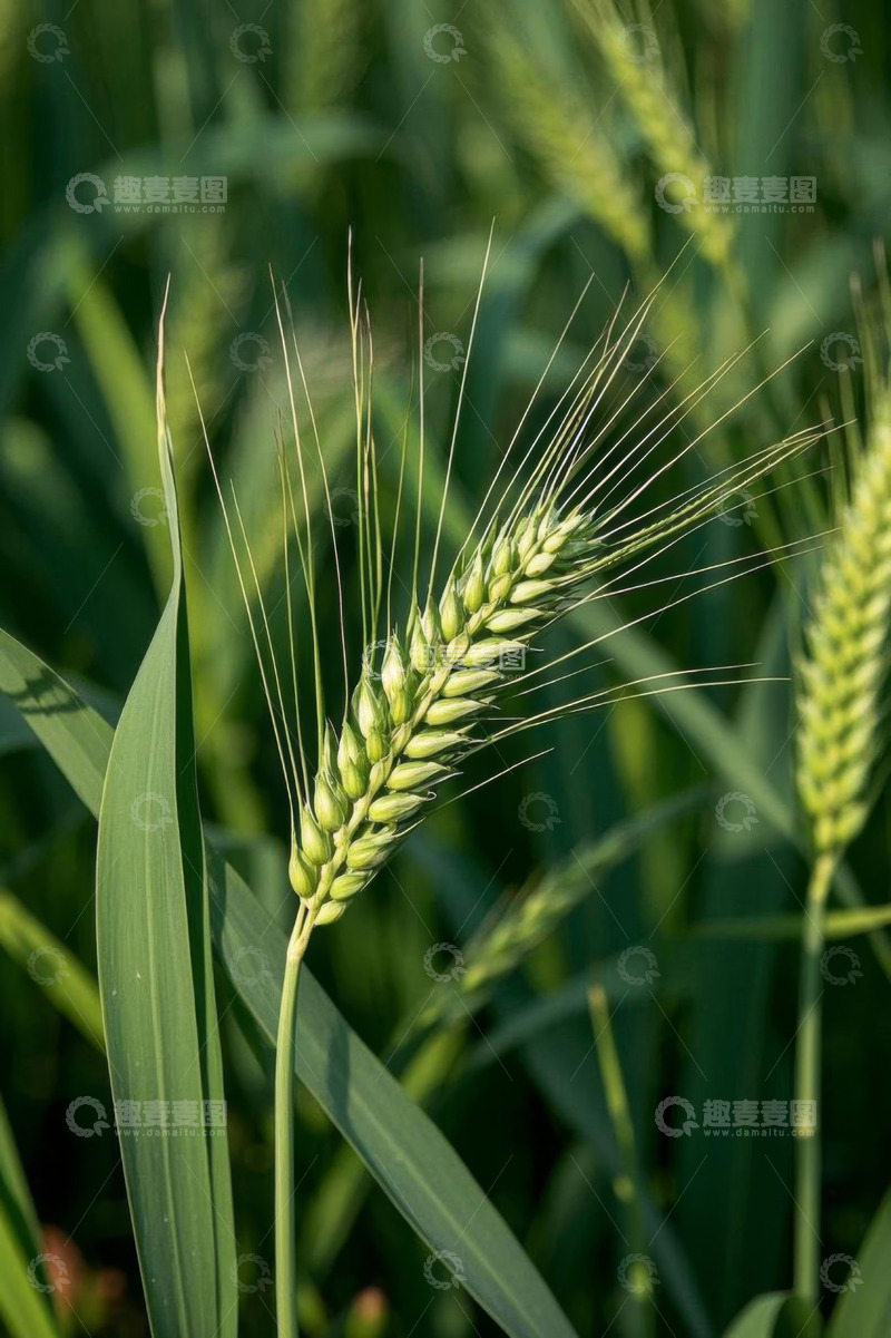 高清大图下载【趣麦麦图】特写小麦麦穗