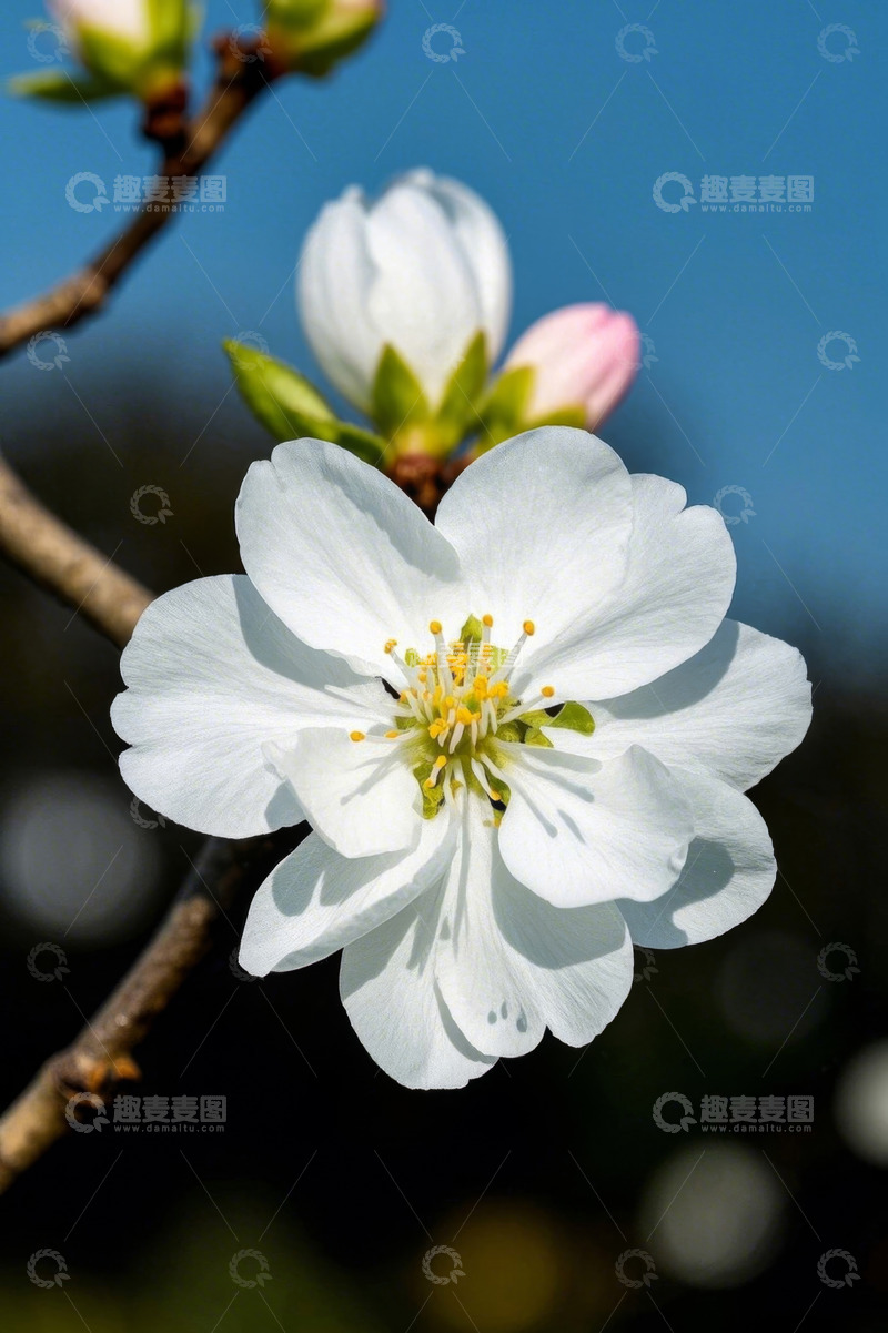 高清大图下载【趣麦麦图】白色花朵特写