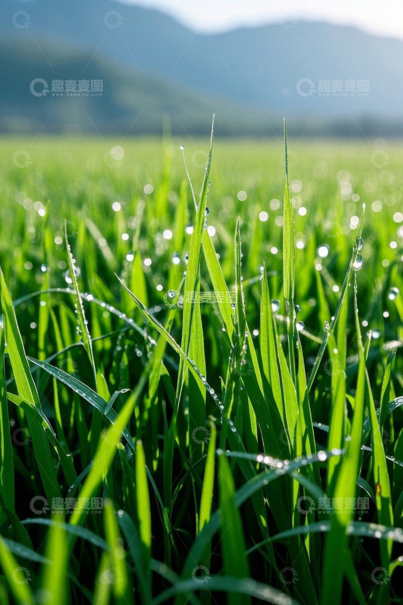 高清大图下载【趣麦麦图】带露珠的绿色草地近景