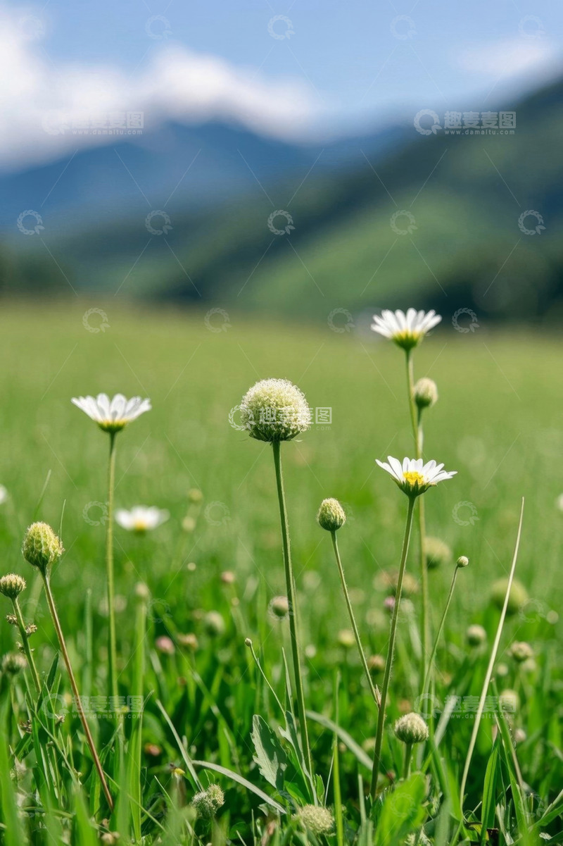 高清大图下载【趣麦麦图】原野上的白色小花与绿色草地