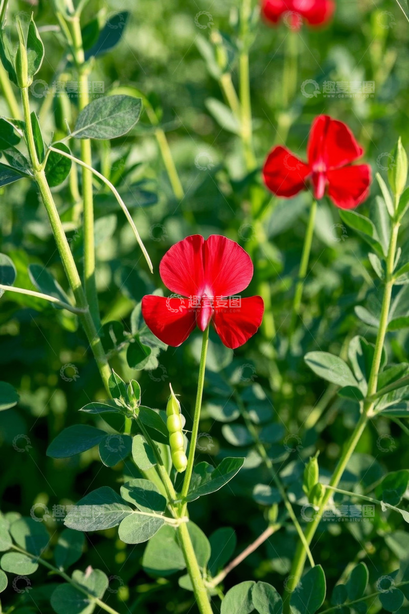 高清大图下载【趣麦麦图】红色花朵与绿色植物特写