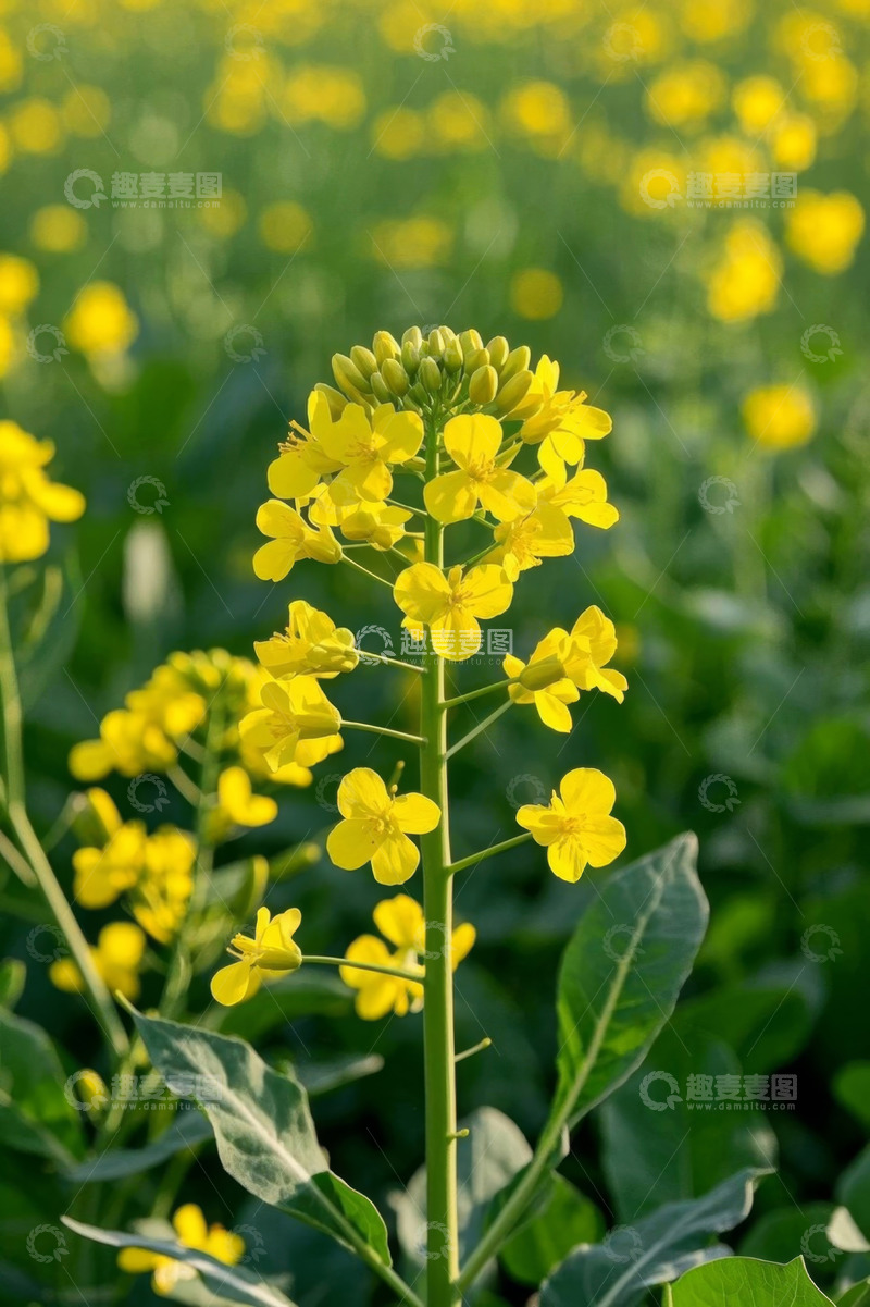 高清大图下载【趣麦麦图】黄色油菜花田自然风光