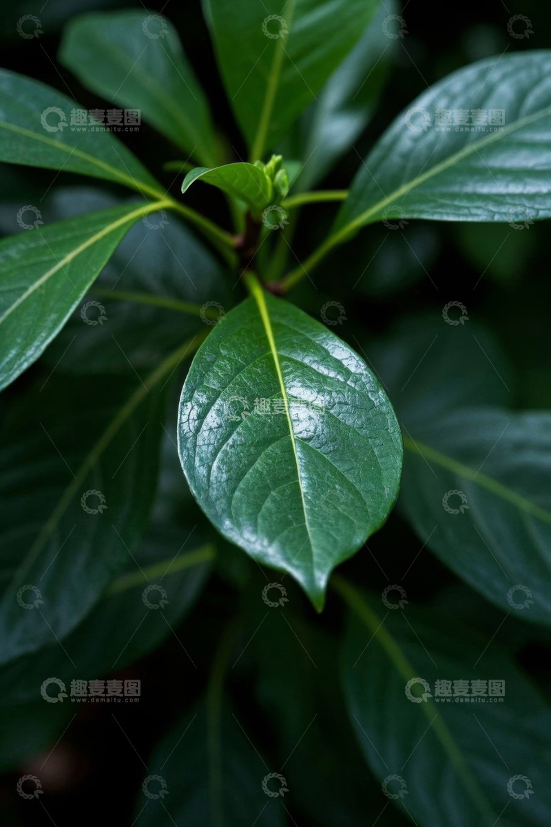 高清大图下载【趣麦麦图】特写绿色植物叶片