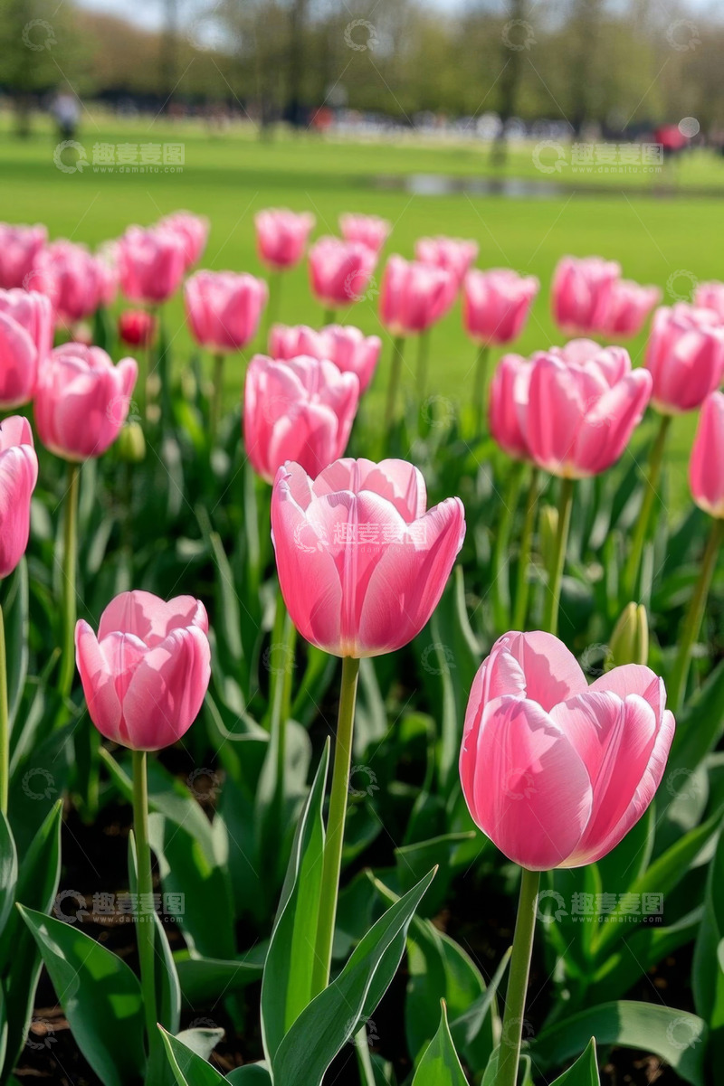 高清大图下载【趣麦麦图】粉色郁金香花丛近景