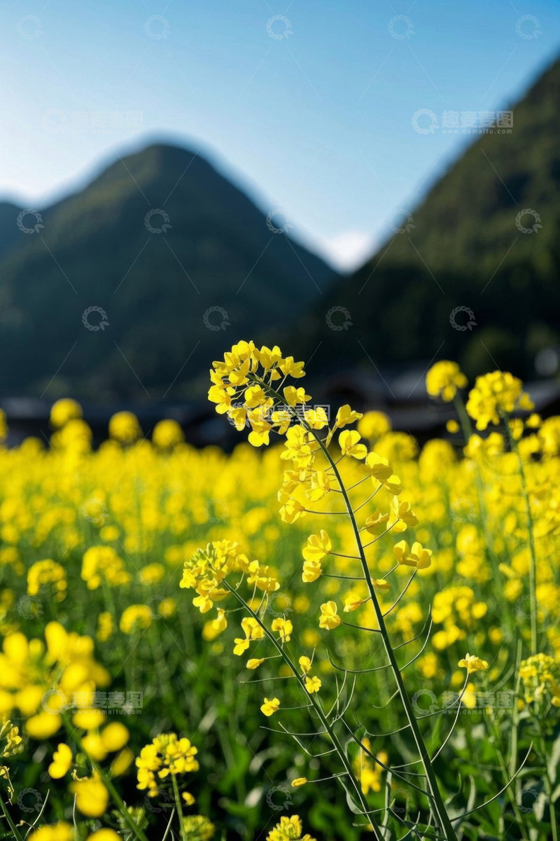 高清大图下载【趣麦麦图】油菜花田与远山风景