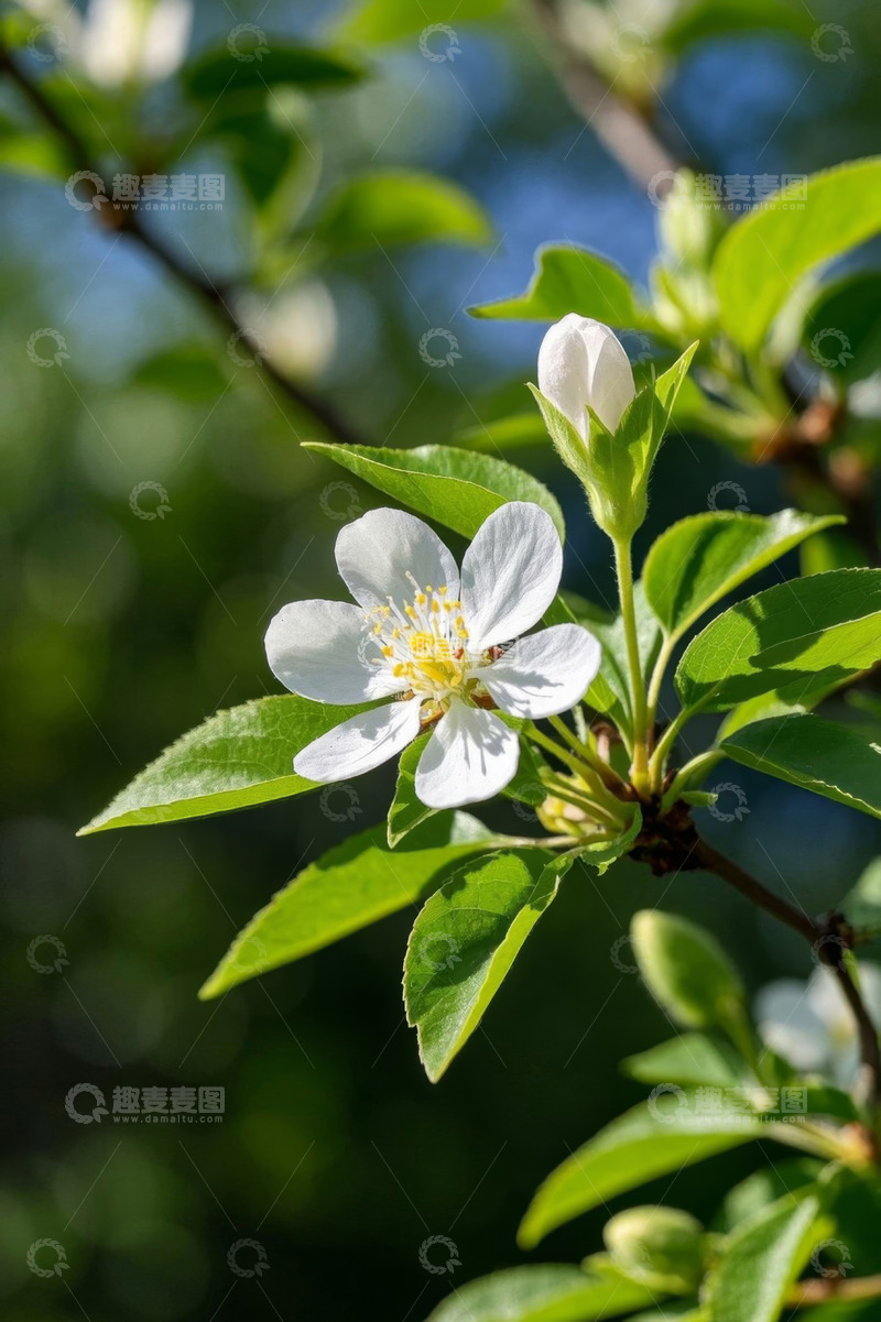 高清大图下载【趣麦麦图】白色花朵与绿叶特写