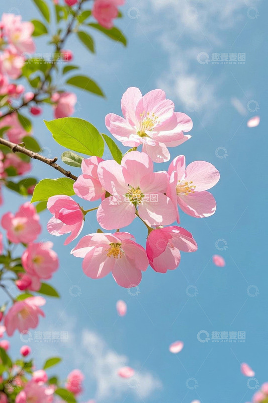 蓝天背景下绽放的粉色花朵