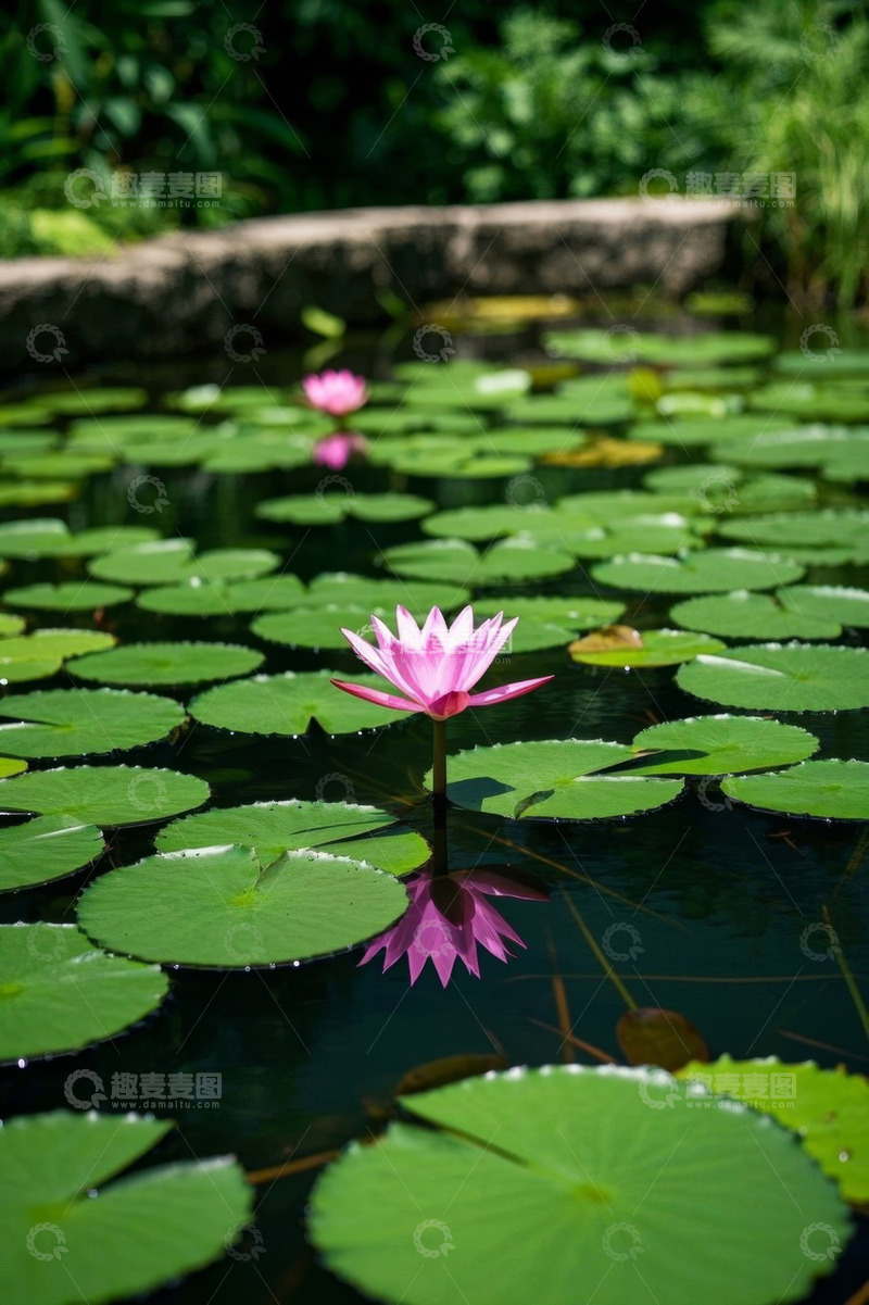 高清大图下载【趣麦麦图】池塘中绽放的粉色睡莲