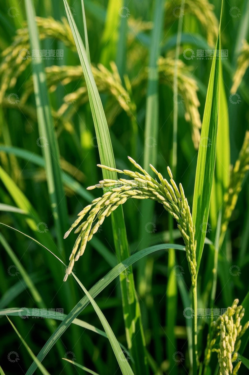 高清大图下载【趣麦麦图】成熟饱满的稻穗特写