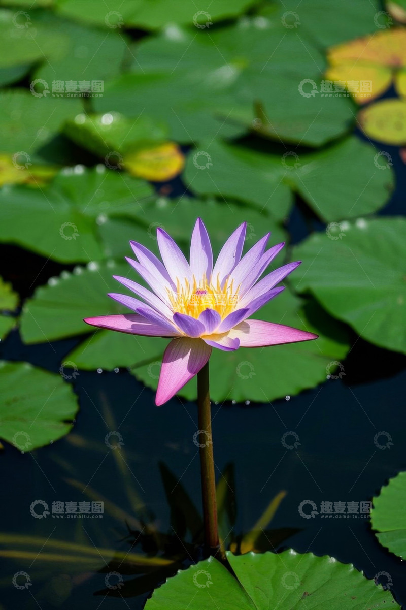 高清大图下载【趣麦麦图】水中绽放的紫色睡莲
