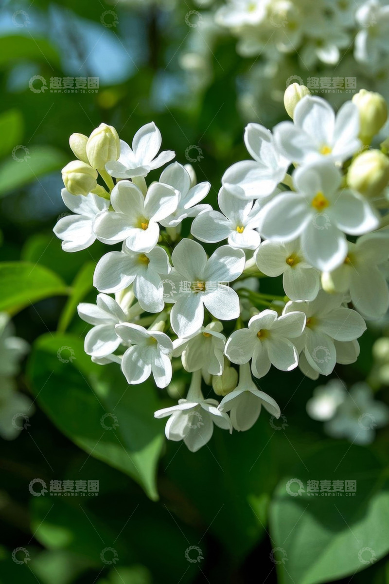 高清大图下载【趣麦麦图】白色花朵特写