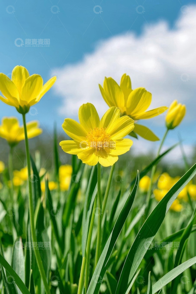 高清大图下载【趣麦麦图】蓝天下绽放的黄色野花