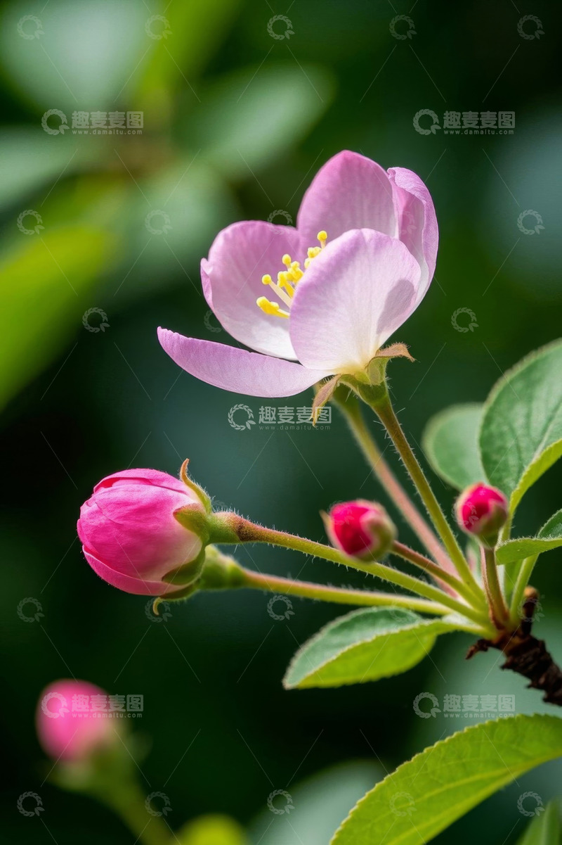 高清大图下载【趣麦麦图】粉色绽放花朵特写