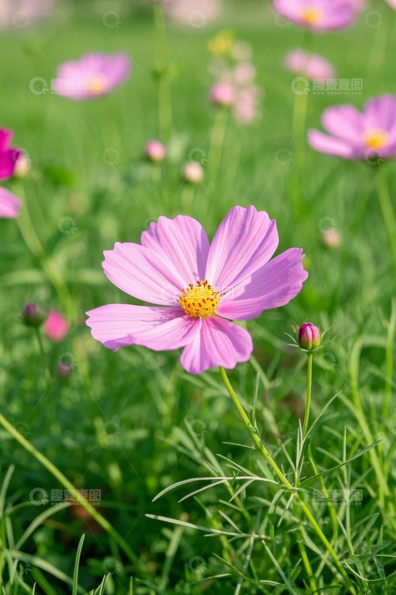 高清大图下载【趣麦麦图】粉色格桑花特写