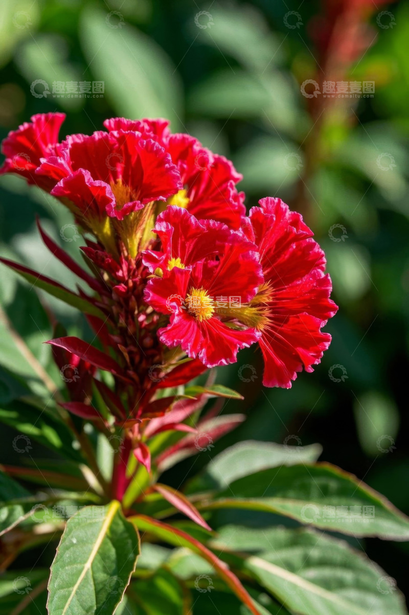 高清大图下载【趣麦麦图】红色鸡冠花特写