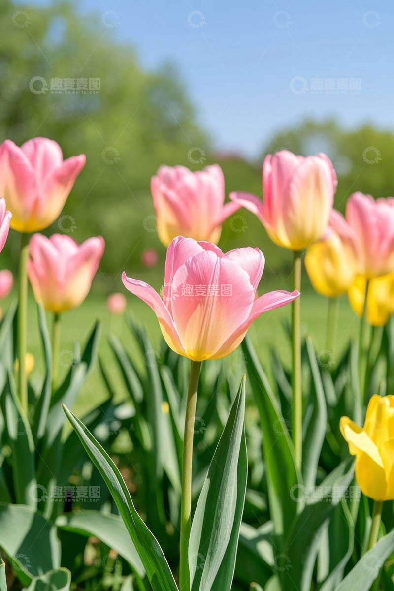 高清大图下载【趣麦麦图】盛开的粉色黄色郁金香