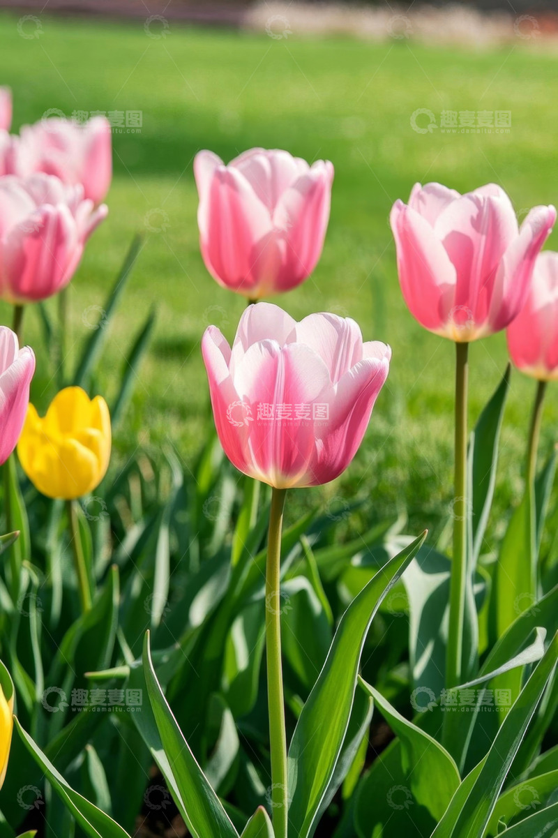 高清大图下载【趣麦麦图】盛开的粉色郁金香花丛