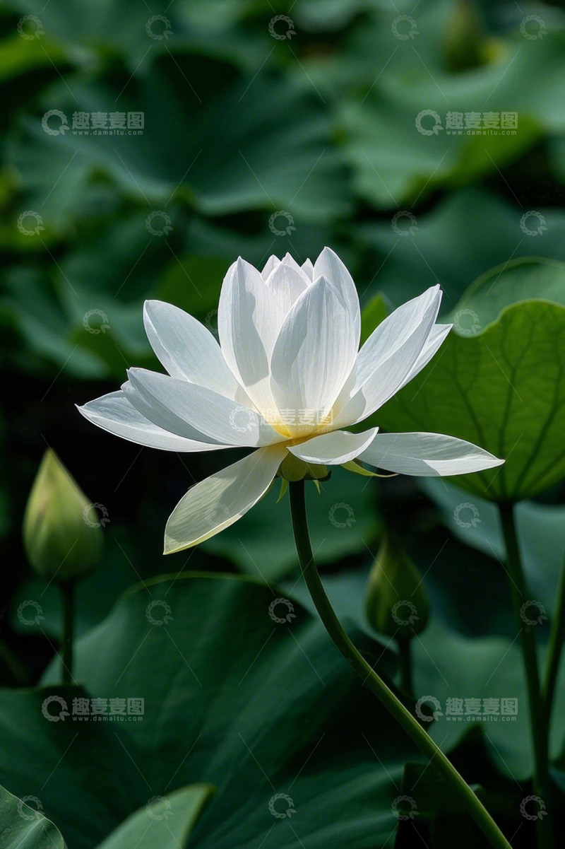高清大图下载【趣麦麦图】盛开的白色荷花特写
