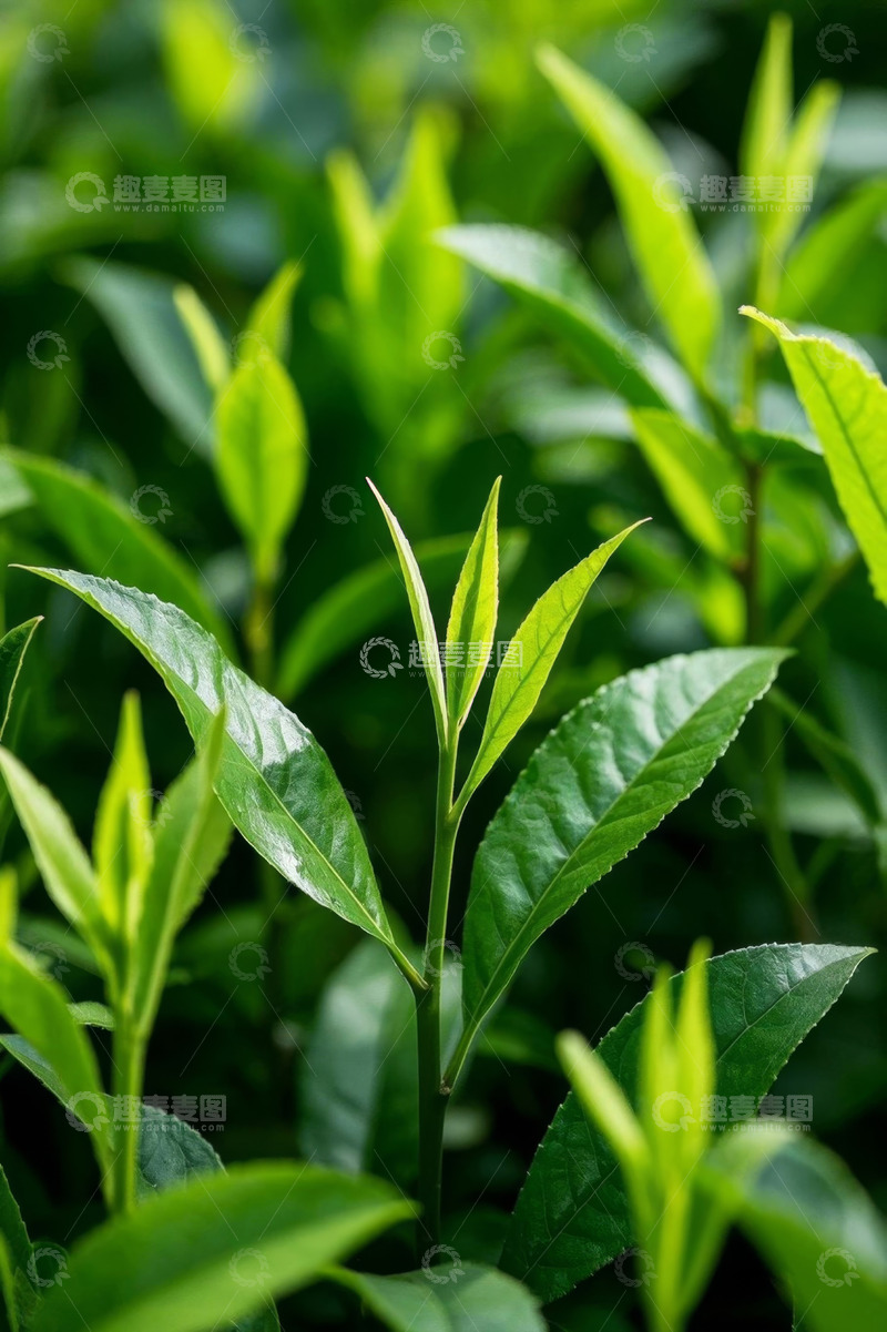 高清大图下载【趣麦麦图】嫩绿茶叶植物特写