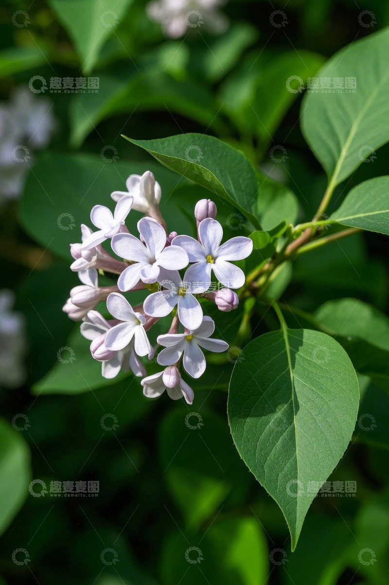 高清大图下载【趣麦麦图】特写紫丁香花朵与绿叶