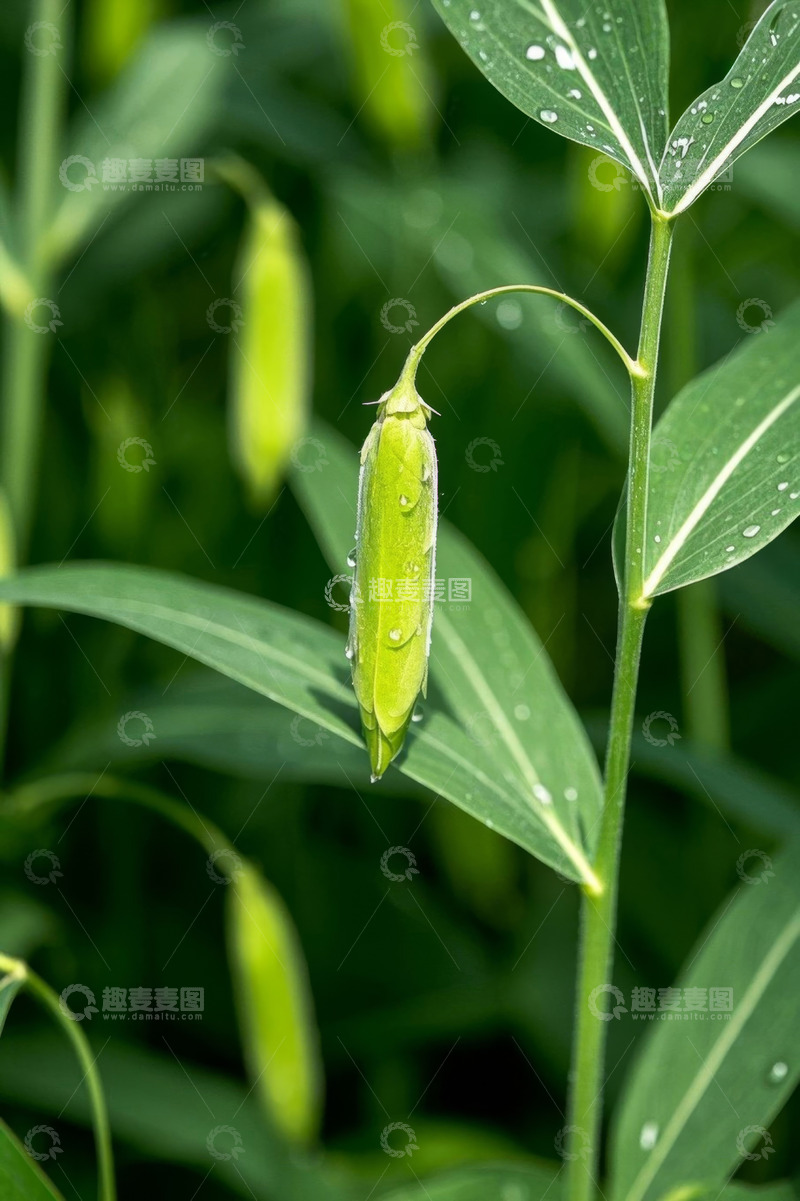高清大图下载【趣麦麦图】带水珠的绿色植物特写