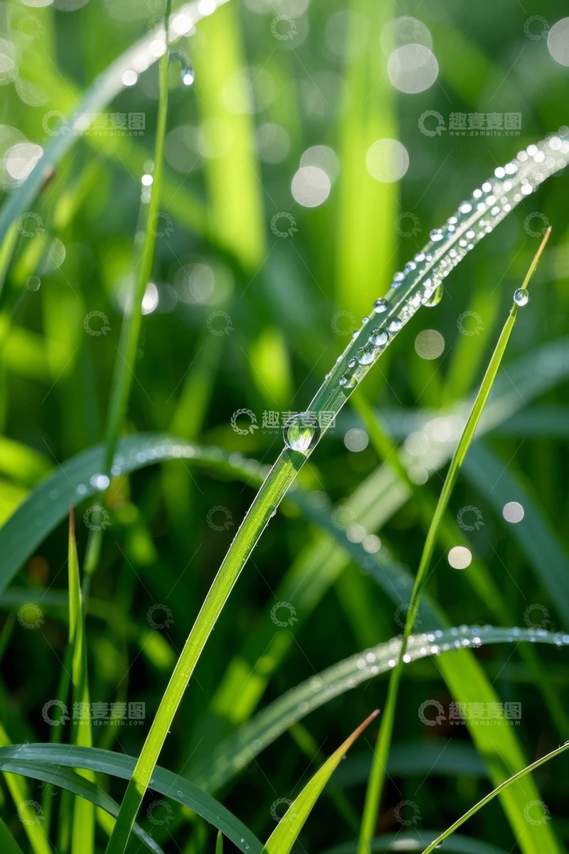 高清大图下载【趣麦麦图】带露珠的绿色青草特写