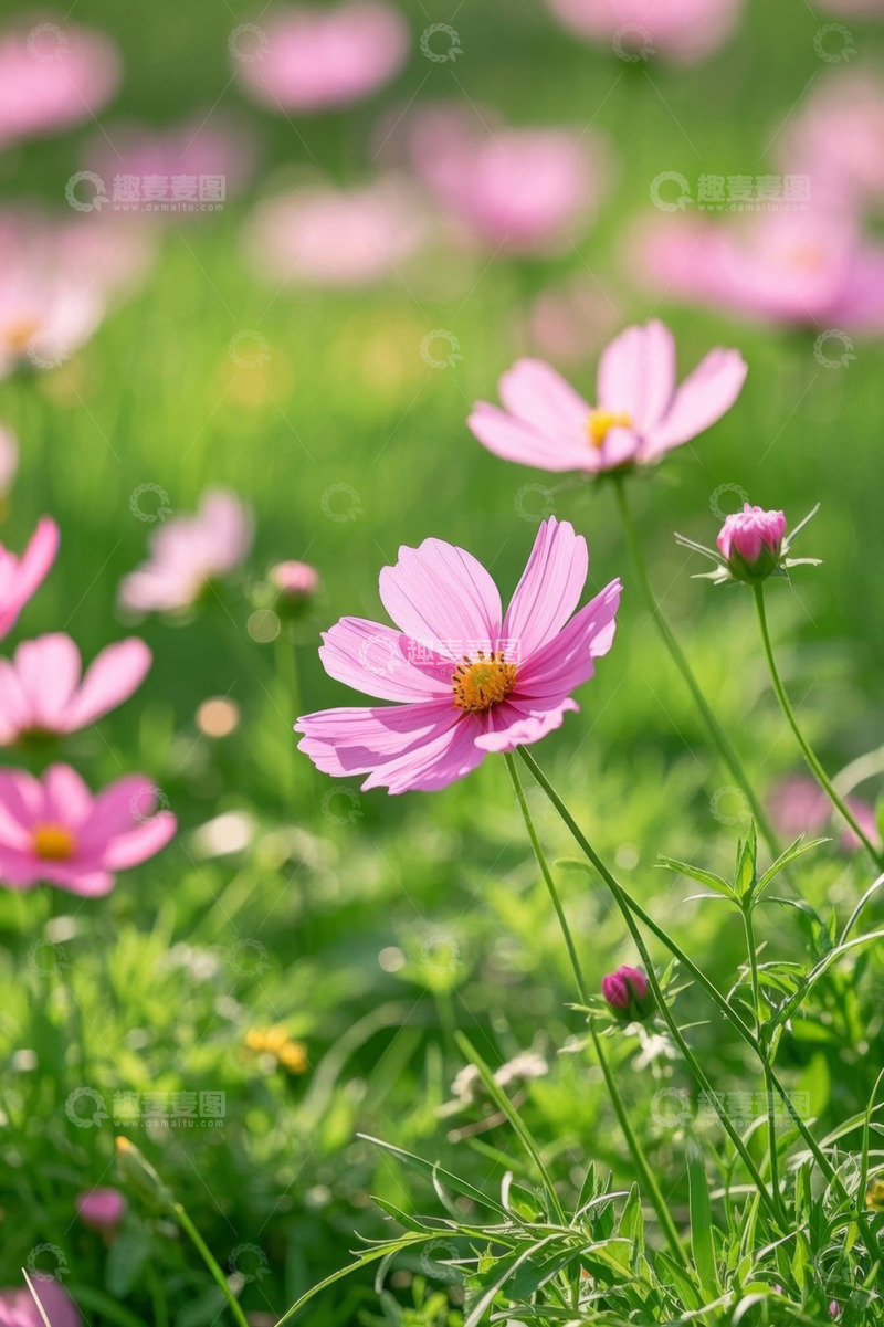 高清大图下载【趣麦麦图】户外粉色格桑花特写
