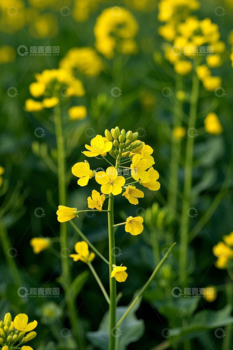 高清大图下载【趣麦麦图】田野中盛开的黄色油菜花