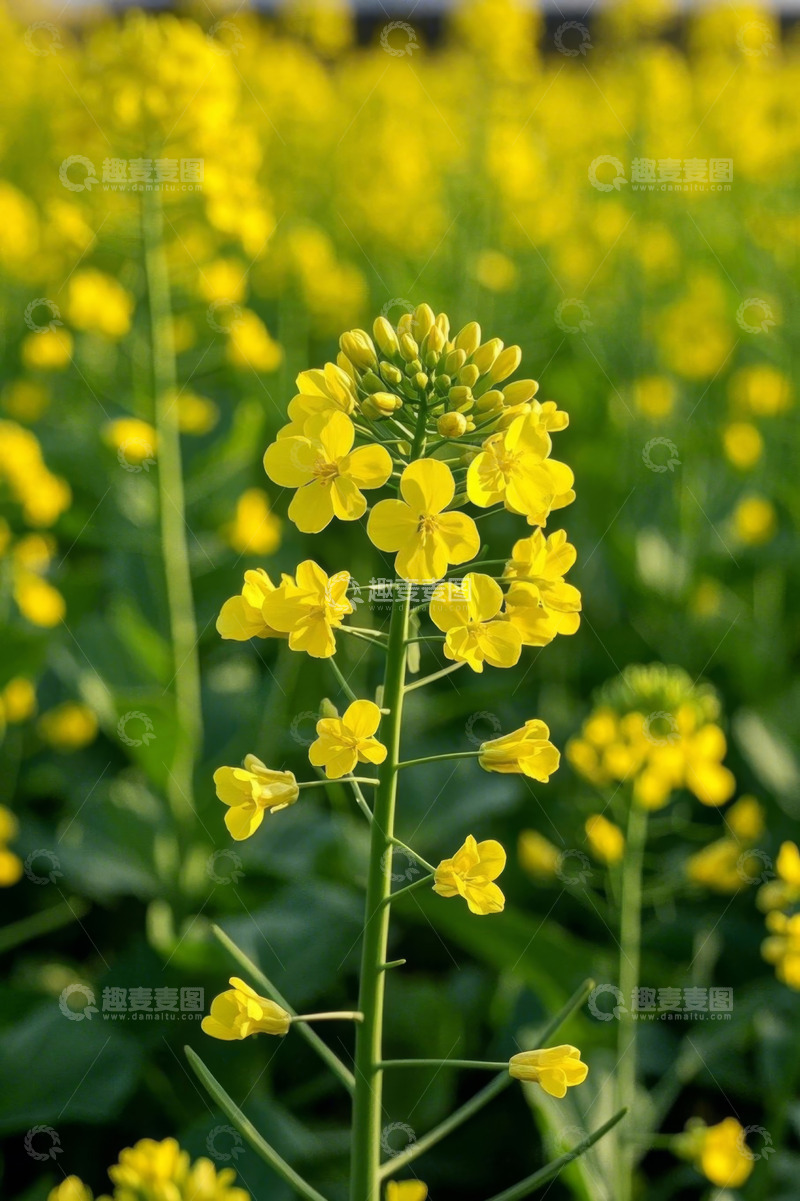高清大图下载【趣麦麦图】黄色油菜花特写