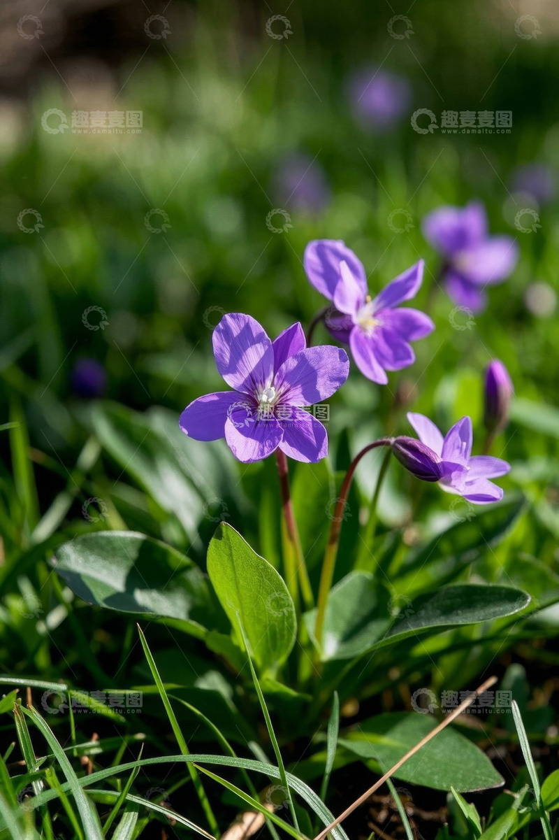 高清大图下载【趣麦麦图】紫色小花特写