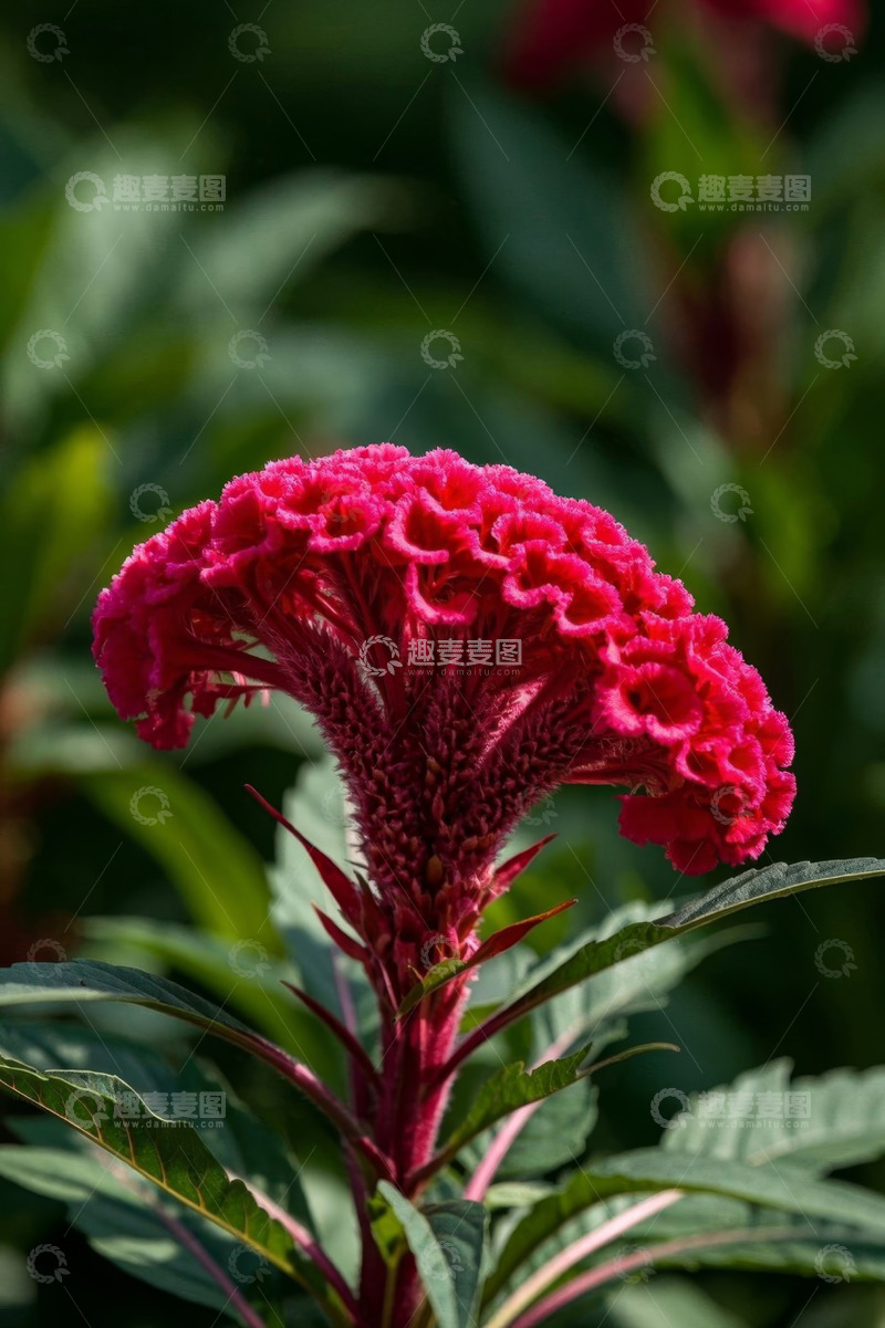 高清大图下载【趣麦麦图】特写鸡冠花植物素材