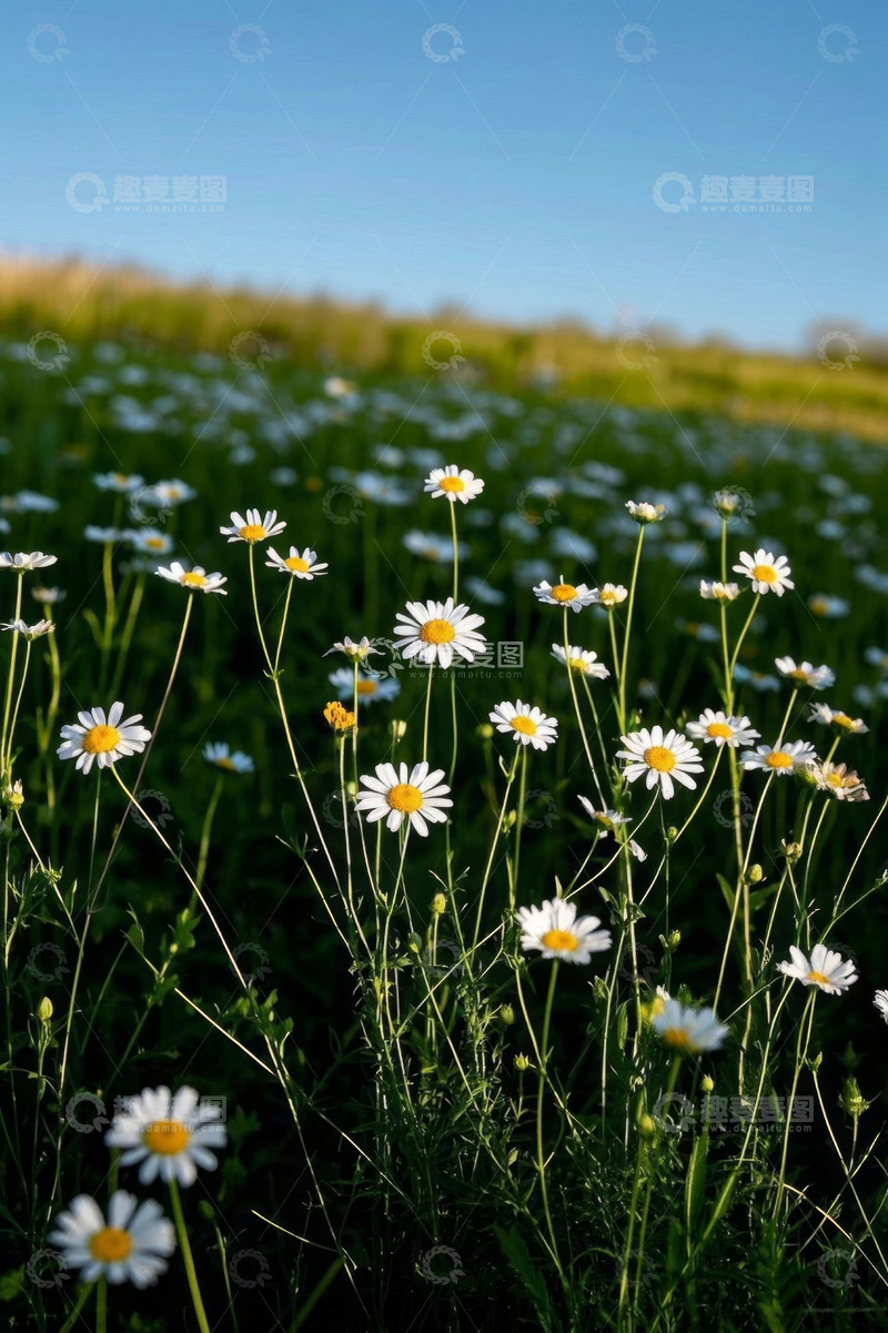 高清大图下载【趣麦麦图】野外雏菊绽放自然风光