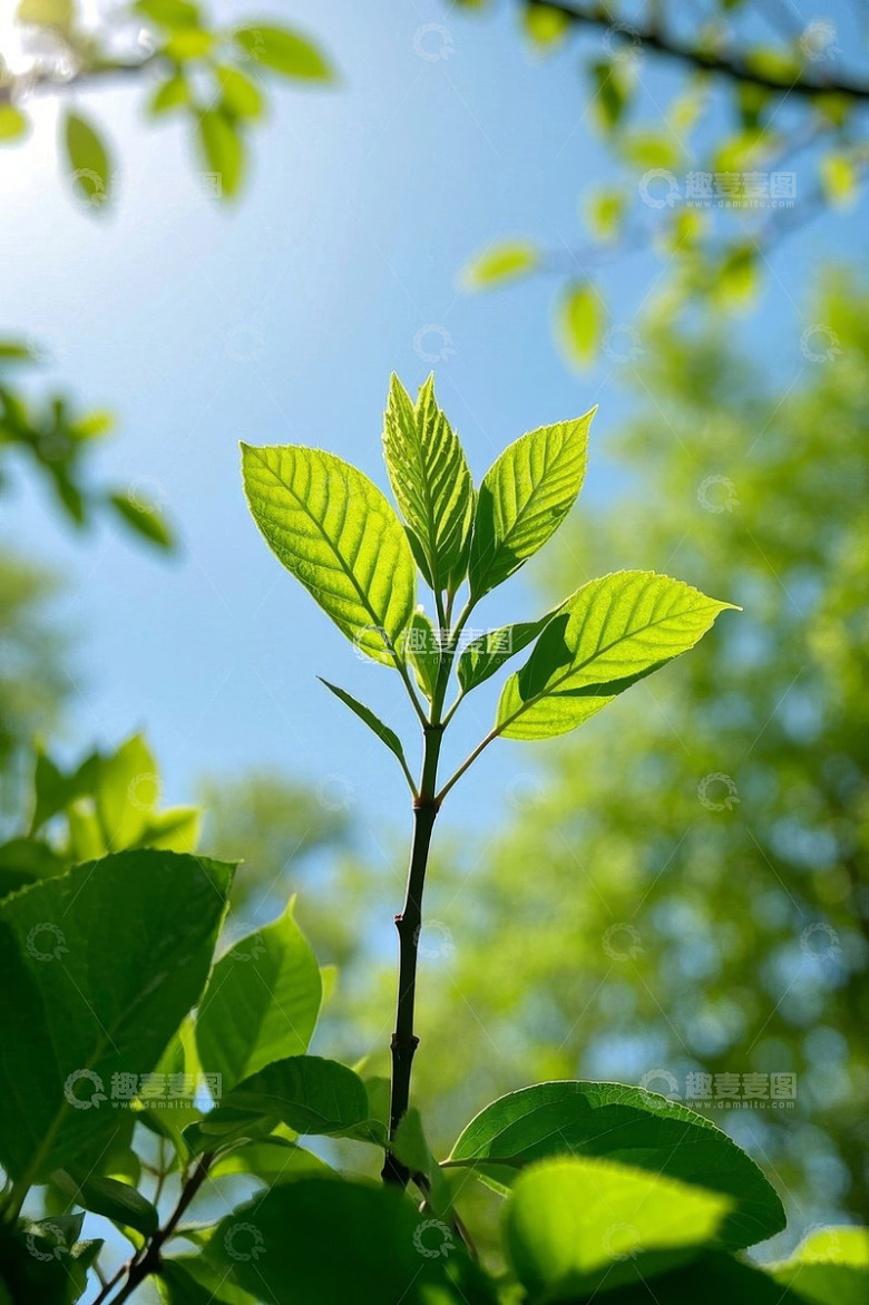 阳光下的嫩绿树叶特写