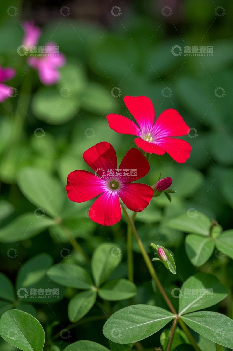 高清大图下载【趣麦麦图】红色小花特写绿植背景